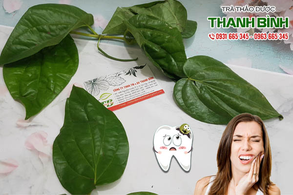 lá trầu không tại thảo dược Thanh Bình