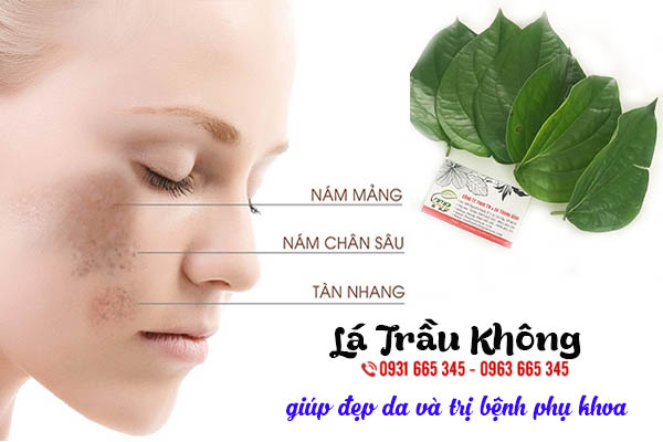 lá trầu không thảo dược thanh bình