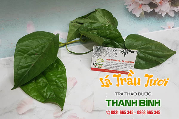 lá trầu không thảo dược thanh bình