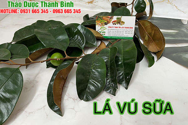 Lá vú sữa tại Thảo dược Thanh Bình