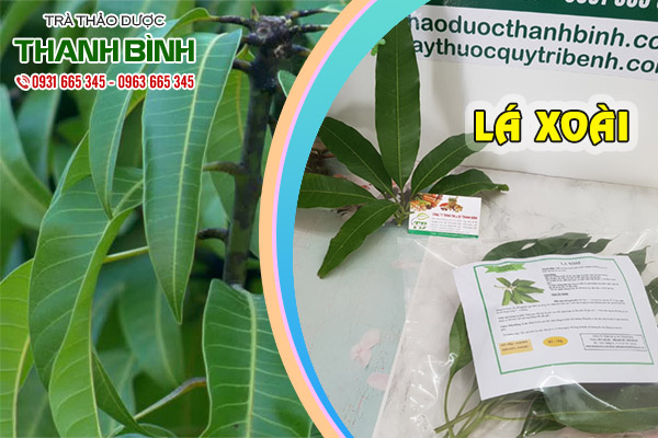 lá xoài tại thảo dược Thanh Bình