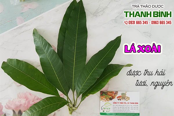 lá xoài thảo dược thanh bình