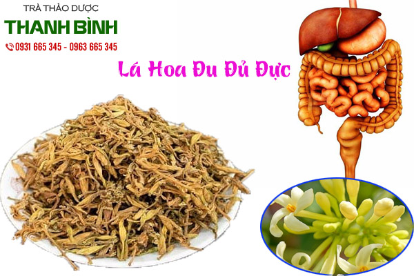 lá đu đủ đực thảo dược thanh bình