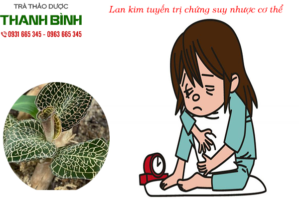 lan kim tuyến tại thảo dược thanh bình