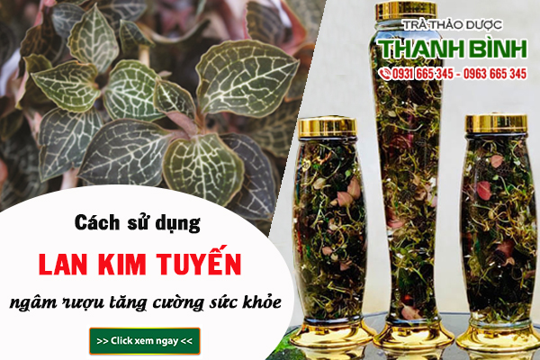 Lan kim tuyến Thảo Dược Thanh Bình