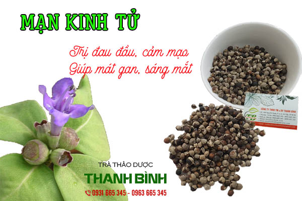 mạn kinh tử thảo dược thanh bình