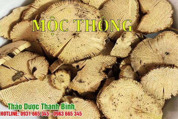 mộc thông