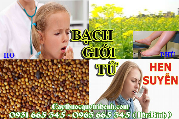 bạch giới tử