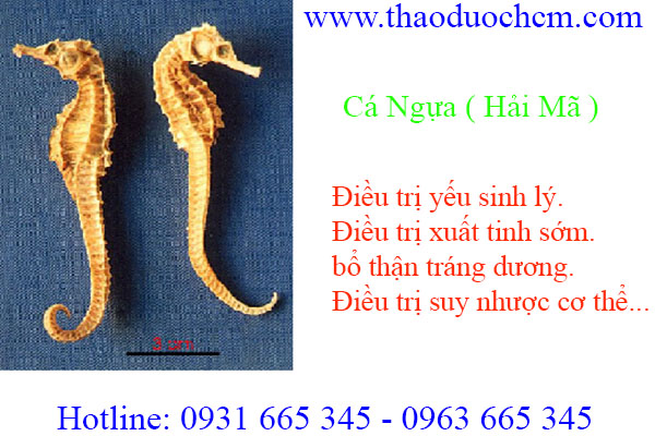 cá ngựa