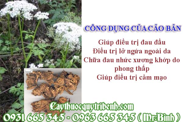 cảo bản