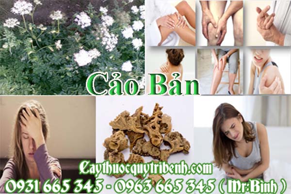 cảo bản