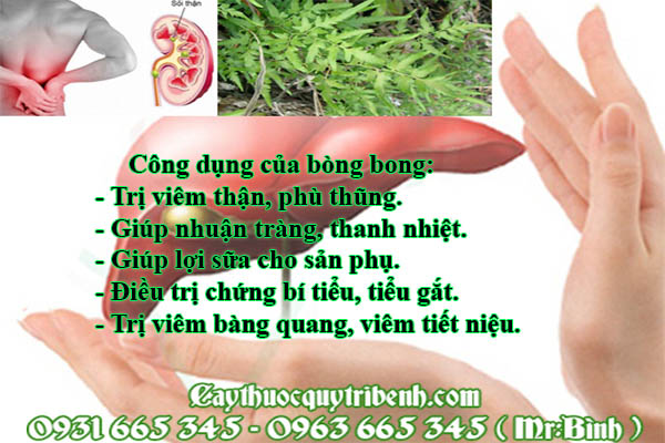 cây bòng bong