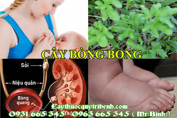 cây bòng bong