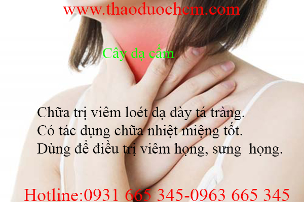 cây dạ cẩm