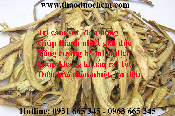 hoàng cầm