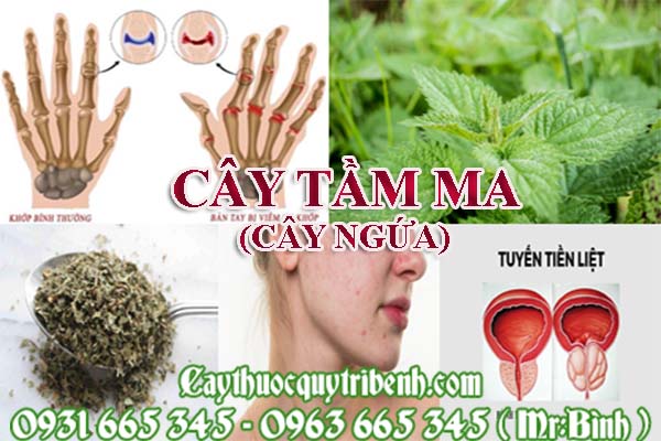 cây tầm ma