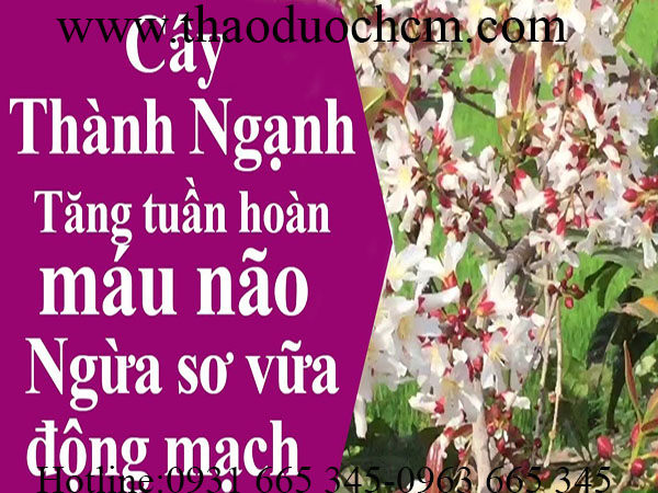 cây thành ngạnh