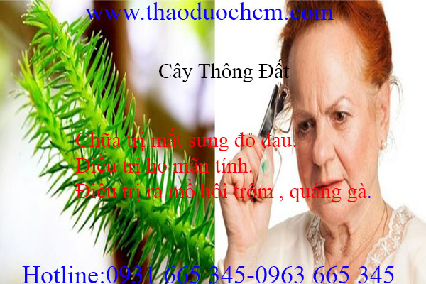 cây thông đất