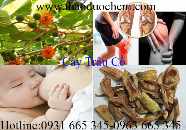 mua-ban-cay-trau-co-chat-luong-tai-tp-hcm