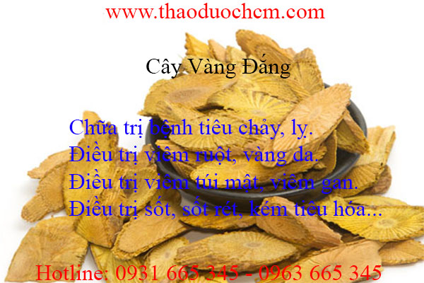 vàng đắng