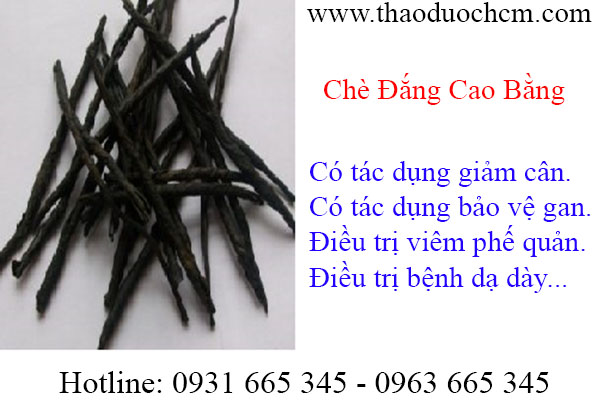 chè đắng cao bằng