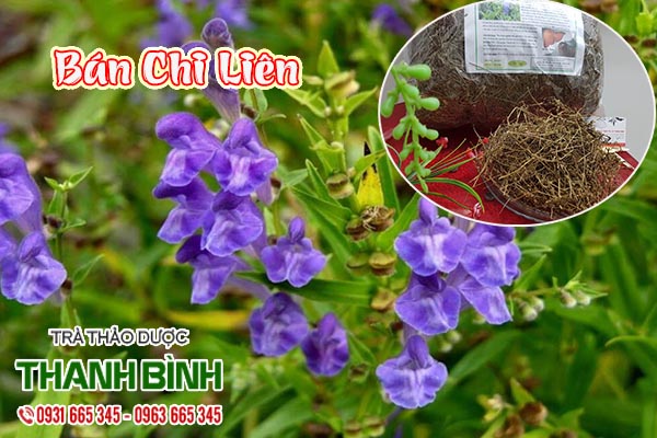 bán chi liên thảo dược thanh bình