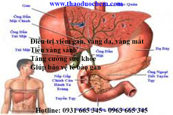 cỏ chân vịt