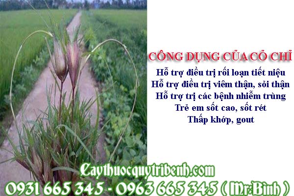 cỏ chỉ