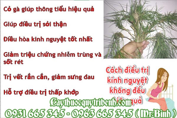 cỏ gà