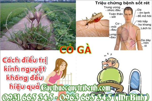 cỏ gà