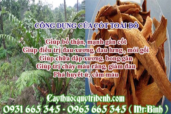 cốt toái bổ