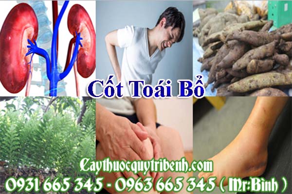 cốt toái bổ