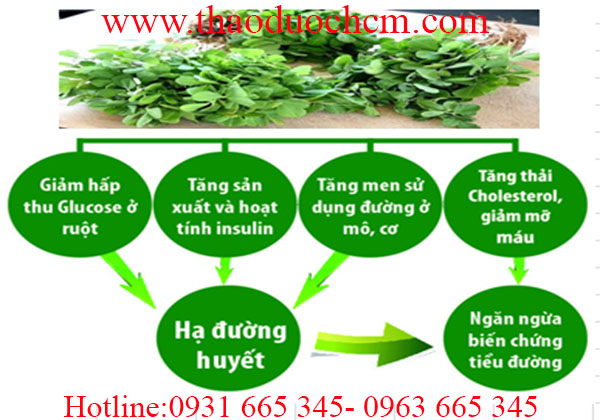 hạt methi ấn độ