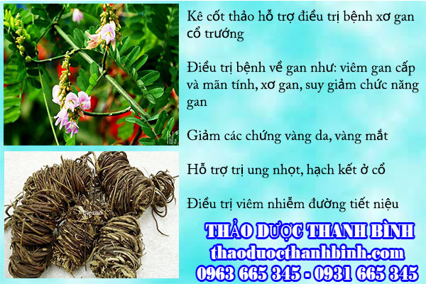 kê cốt thảo