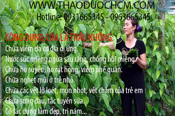 lá trầu không