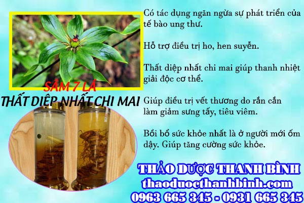 sâm 7 lá (thất diệp nhất chi hoa)