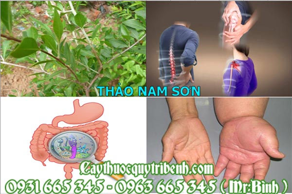 thảo nam sơn