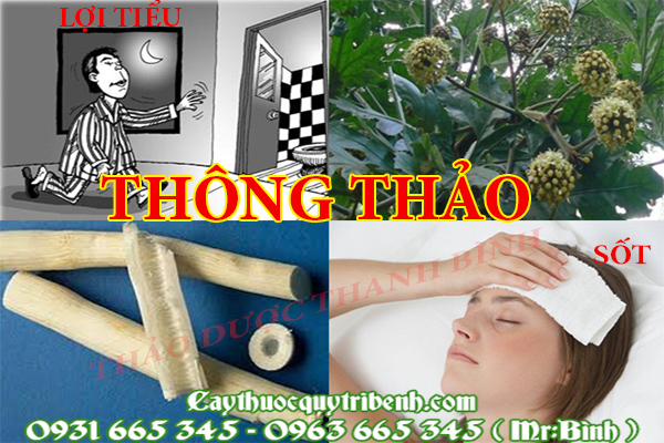 thông thảo