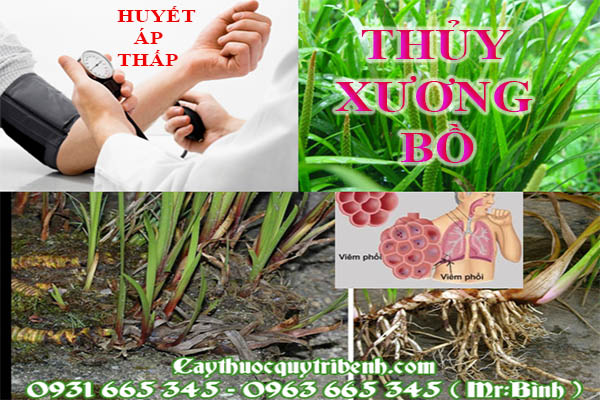 thủy xương bồ