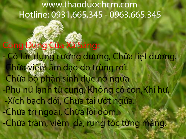 xà sàng tử