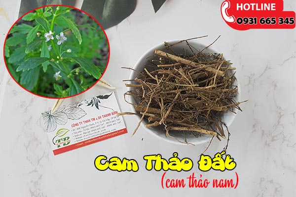 cam thảo đất thảo dược thanh bình