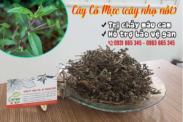 cây cỏ mực thảo dược thanh bình