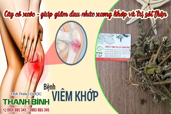 cây cỏ xước thảo dược thanh bình