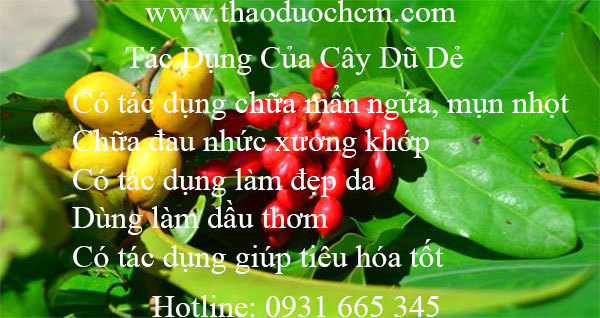 cây dũ dẻ