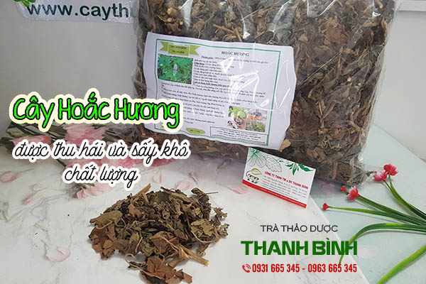 cây hoắc hương thảo dược thanh bình