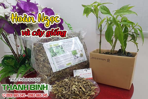 cây hoàn ngọc thảo dược thanh bình