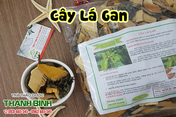 cây lá gan thảo dược thanh bình