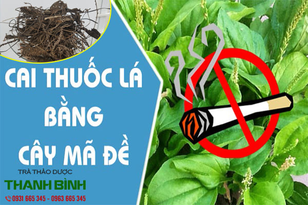 mã đề thảo dược thanh bình