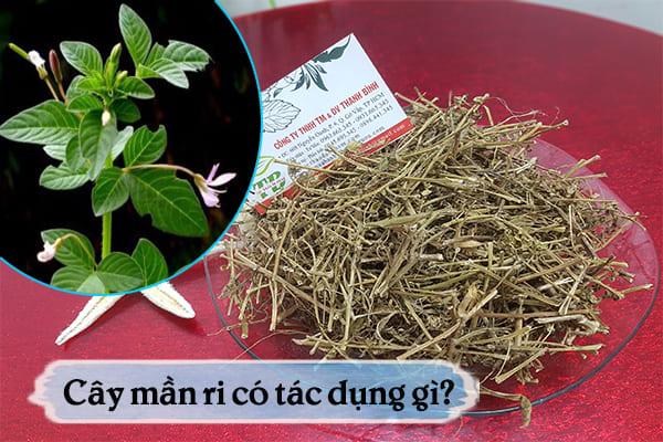 cây mần ri thảo dược thanh bình