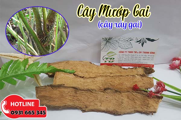 cây mướp gai thảo dược thanh bình